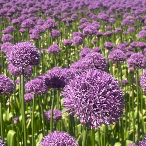 Gladiator - Gladiator 2 biologische tulpenbollen tulipsgreen - Glad2025