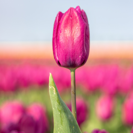 Purple Prince - Purple prince biologische tulpenbollen 1 - Purpleprince-500