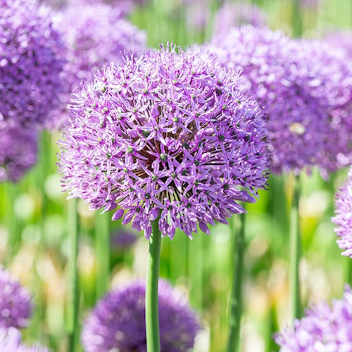 Gladiator - Gladiator biologische tulpenbollen tulipsgreen - Glad2025