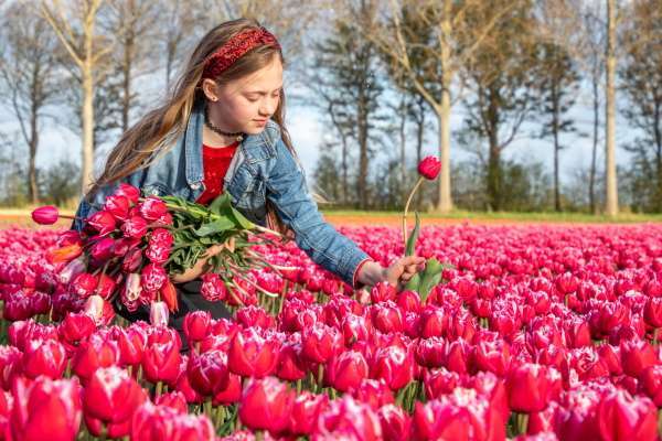 tulipsgreen-biologische-tulpenbollen-garantie