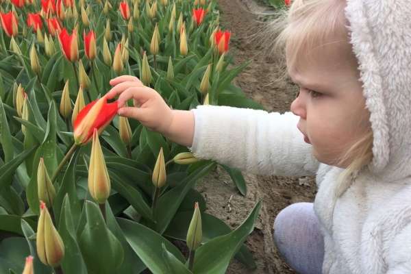 tulipsgreen-biologische-tulpenbollen-groot-inkopers-2.600x400x1
